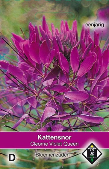 Spinnenblume Violet Queen (Cleome)